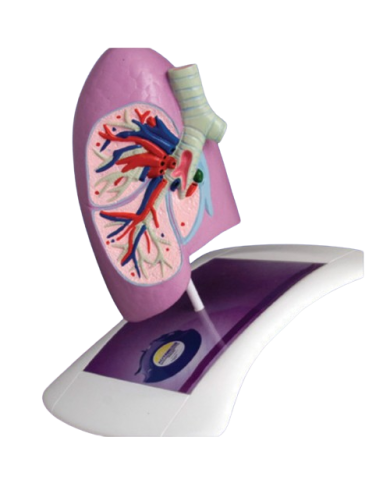 Modello di studio – art. KM081