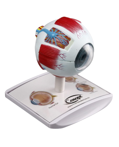 Modello di studio – art. KM082-2