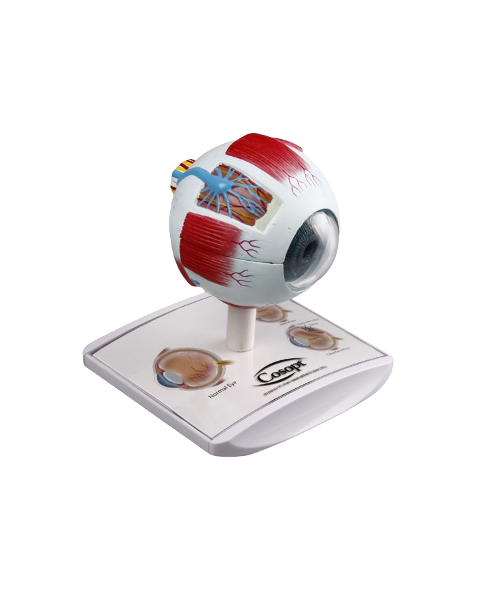 Modello di studio – art. KM082-2