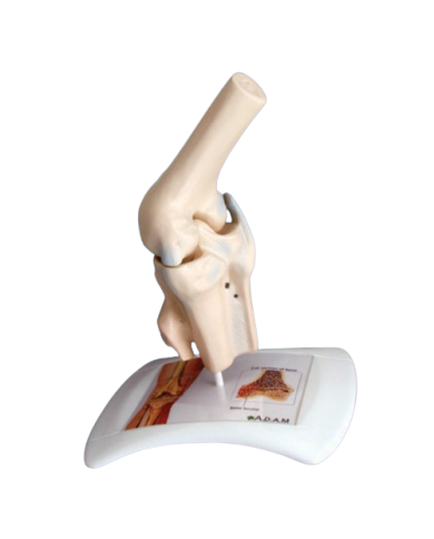 Modello di studio – art. KM083