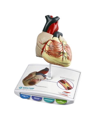 Modello anatomico – art. KM084