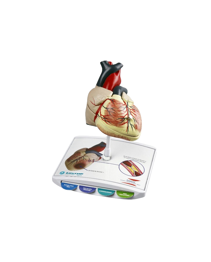 Modello anatomico – art. KM084