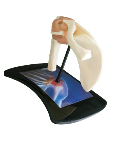 Modello anatomico – art. KM085