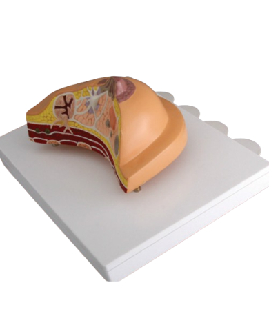 Modello anatomico – art. KM086