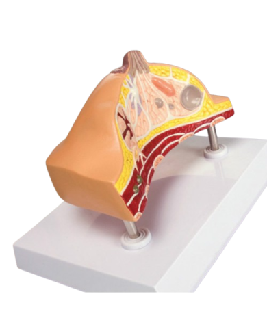 Modello anatomico – art. KM087