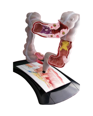 Modello anatomico – art. KM088
