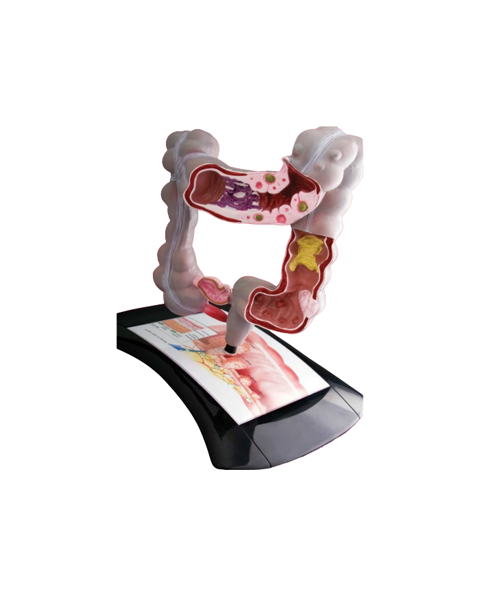 Modello anatomico – art. KM088