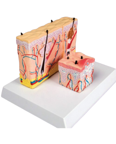 Modello anatomico – art. KM090