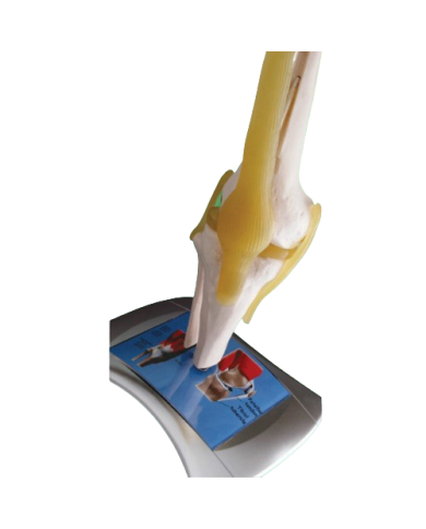 Modello anatomico – art. KM091-2