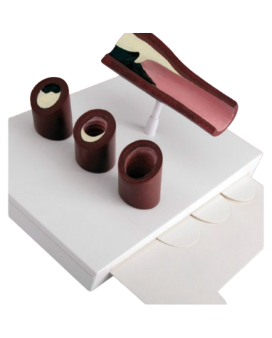 Modello anatomico – art. KM092