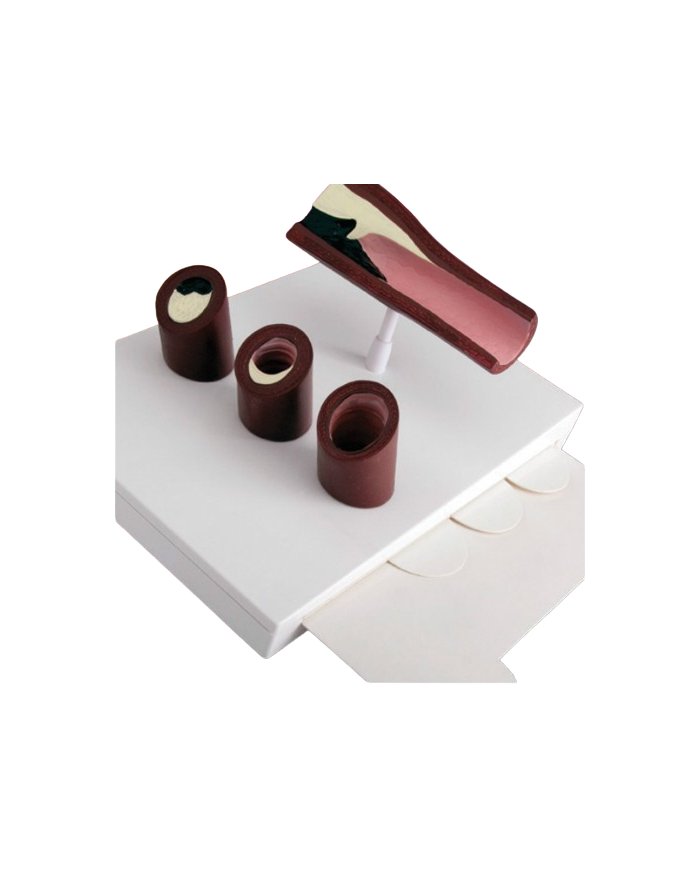 Modello anatomico – art. KM092