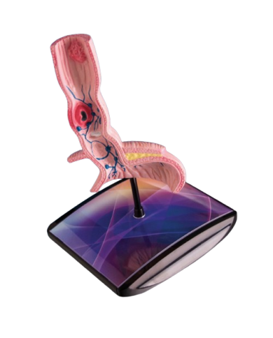 Modello di studio – art. KM093