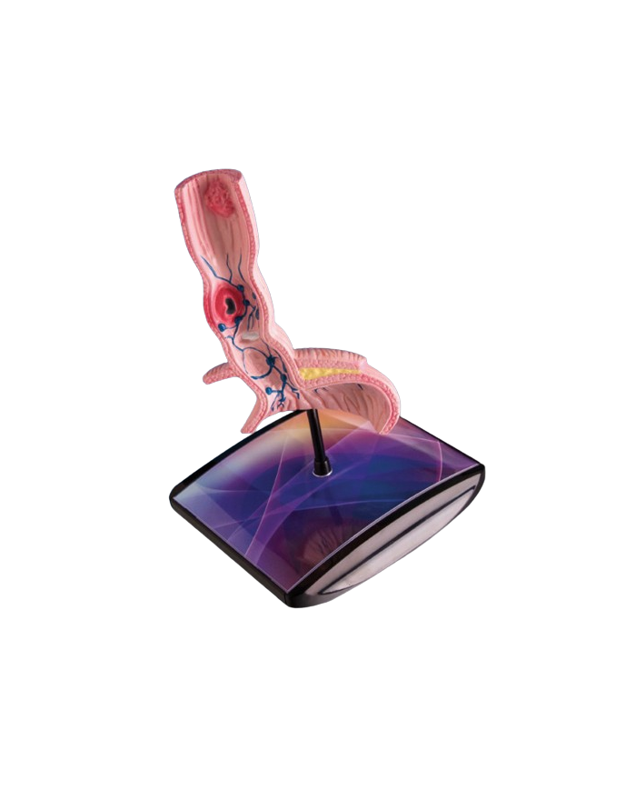 Modello di studio – art. KM093