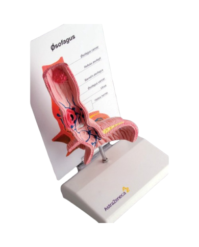 Modello di studio – art. KM094