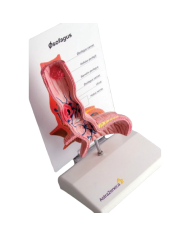 Modello di studio – art. KM094