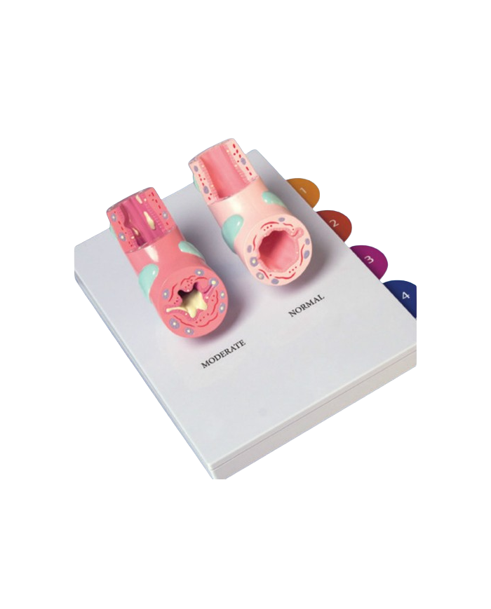 Modello anatomico – art. KM101