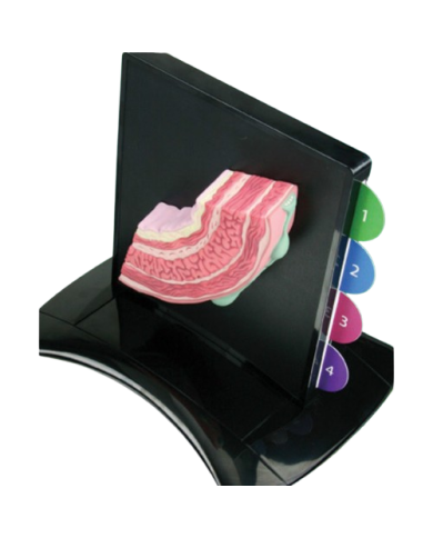 Modello anatomico – art. KM102