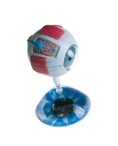 Modello anatomico – art. KM103