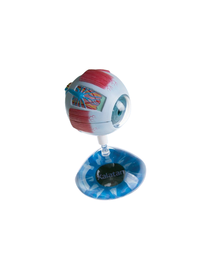 Modello anatomico – art. KM103