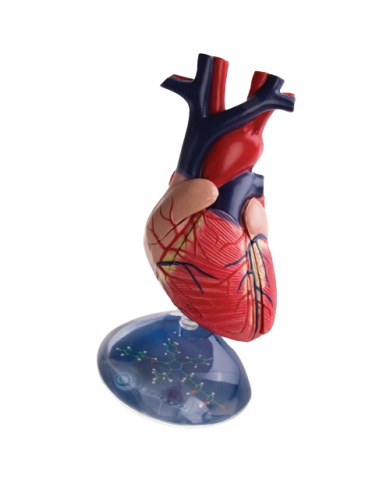 Modello anatomico – art. KM104