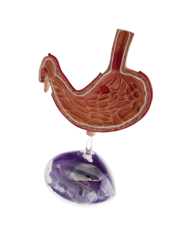 Modello anatomico – art. KM105