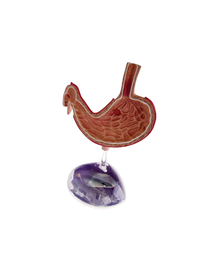 Modello anatomico – art. KM105