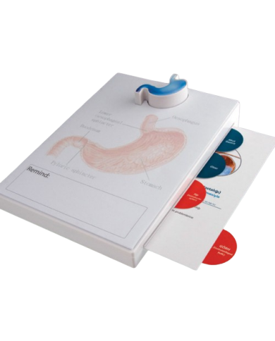 Modello anatomico – art. KM107