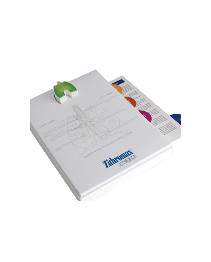 Modello anatomico – art. KM108