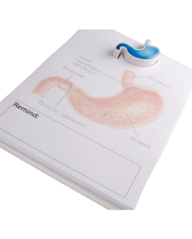 Modello anatomico – art. KM109