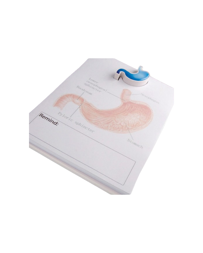 Modello anatomico – art. KM109