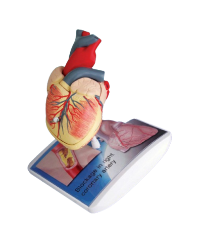 Modello anatomico – art. KM117