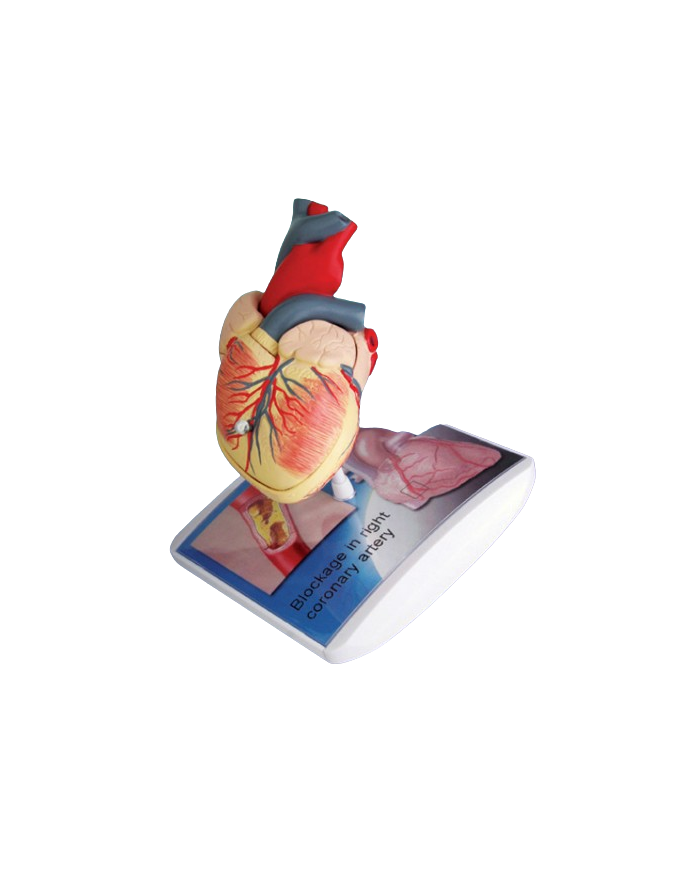 Modello anatomico – art. KM117