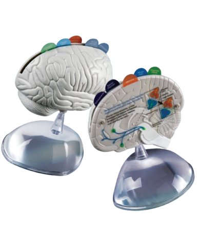 Modello anatomico – art. KM119