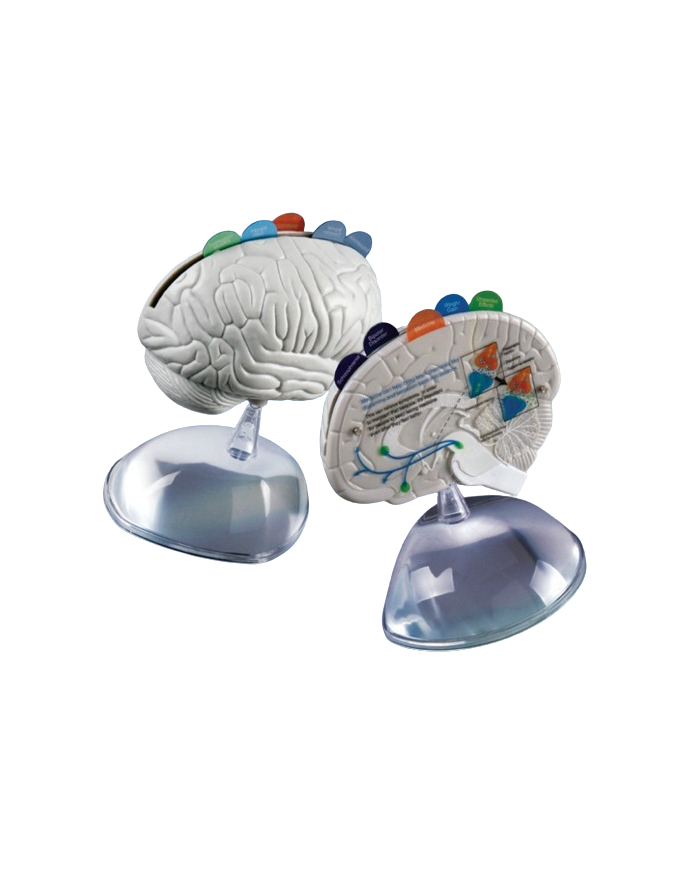 Modello anatomico – art. KM119