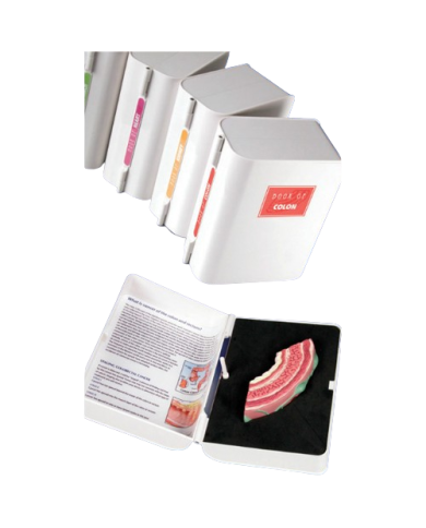 Modello anatomico – art. KM114