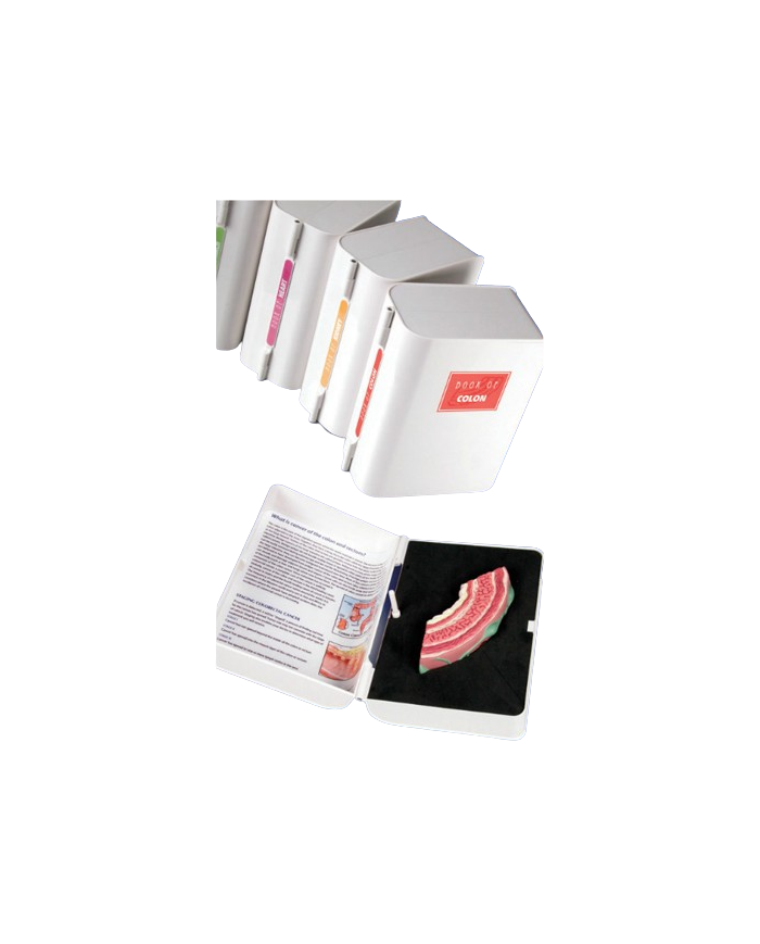 Modello anatomico – art. KM114