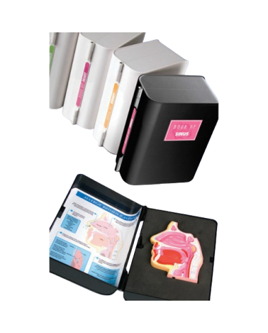 Modello anatomico – art. KM113