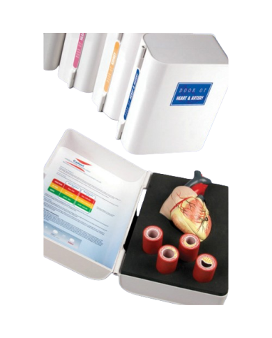 Modello anatomico – art. KM112