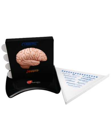 Modello anatomico – art. KM133