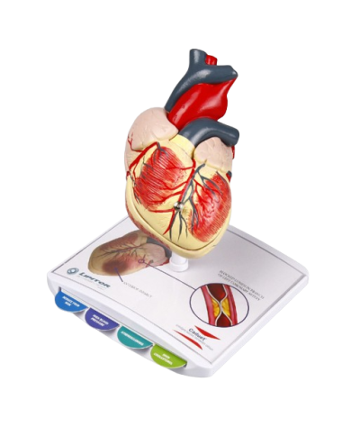 Modello anatomico – art. KM0841