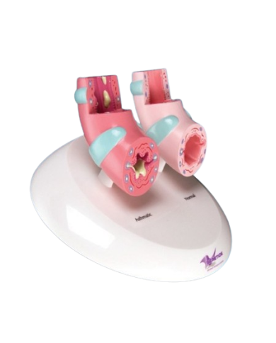 Modello anatomico – art. KM050T