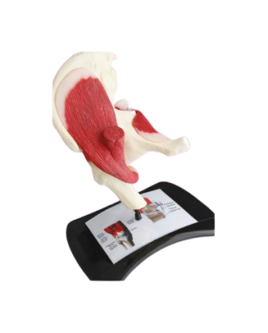 Modello anatomico – art. KM089