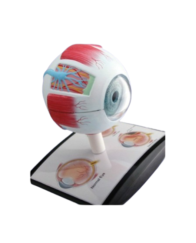 Modello di studio – art. KM082