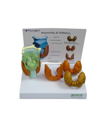 Modello anatomico – art- Thyroid Gland 2