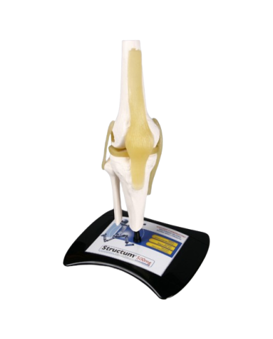 Modello anatomico – art. KM091